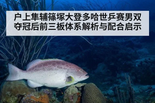 户上隼辅篠塚大登多哈世乒赛男双夺冠后前三板体系解析与配合启示